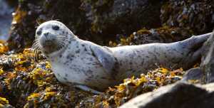 In this October 2011 photo, a harbor seal pup rests on seaweed-covered rocks after coming in on the high tide in the West Seattle neighborhood of Seattle. As harbor seals are being born in the Pacific Northwest this time of year, marine mammal advocates are urging people not to touch or pick up pups that come up on beaches and shorelines to rest. At least five times this season, well-meaning people have illegally picked up seal pups in Oregon and Washington thinking they were abandoned or needed help, but that interference ultimately resulted in two deaths, said Michael Milstein, a spokesman with the National Oceanic and Atmospheric Administration.
