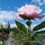 A peony flowers Monday as Brad Fluetsch talks about the health of his first 300 peony plants on his North Douglas property.