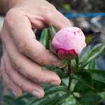 Brad Fluetsch inspects a flower on one of his 300 peony plants on his North Douglas property on Monday.