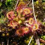 Sundews in the muskeg. Photo by Suzanna Lessard.