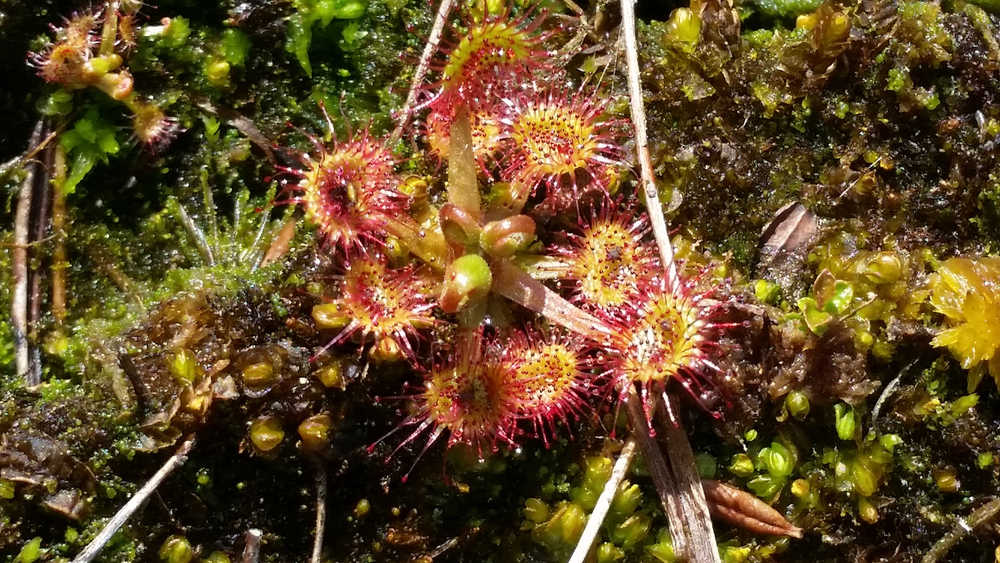 Sundews in the muskeg. Photo by Suzanna Lessard.