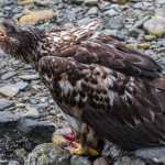 A juvenile eagle takes a break from eating salmon near the DIPAC Macaulay Salmon Hatchery.
