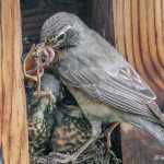Fourteen day old robin chicks get a mouthful of worms from mom in the Mendenhall Valley.  Later in the day they fledged.