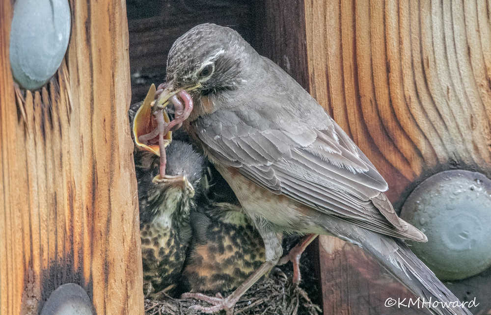 Fourteen day old robin chicks get a mouthful of worms from mom in the Mendenhall Valley.  Later in the day they fledged.