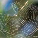 A spiderweb glows in the evening sun, out-the-road.