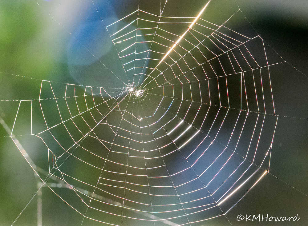 A spiderweb glows in the evening sun, out-the-road.