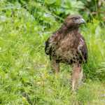 A red-tailed hawk pauses before resuming the hunt out the road.