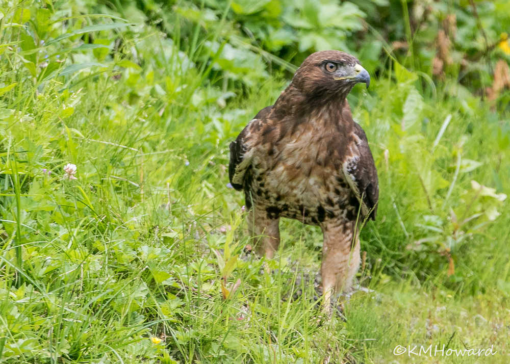 A red-tailed hawk pauses before resuming the hunt out the road.