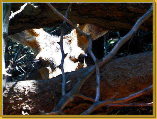 A mule deer peeks out from his vantage point in the brush of Phantom Ranch.