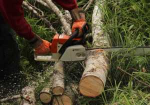A sharp chain will make confetti, not sawdust.