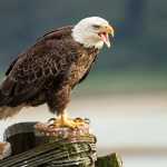 This handsome guy was calling to his friends at DIPAC.