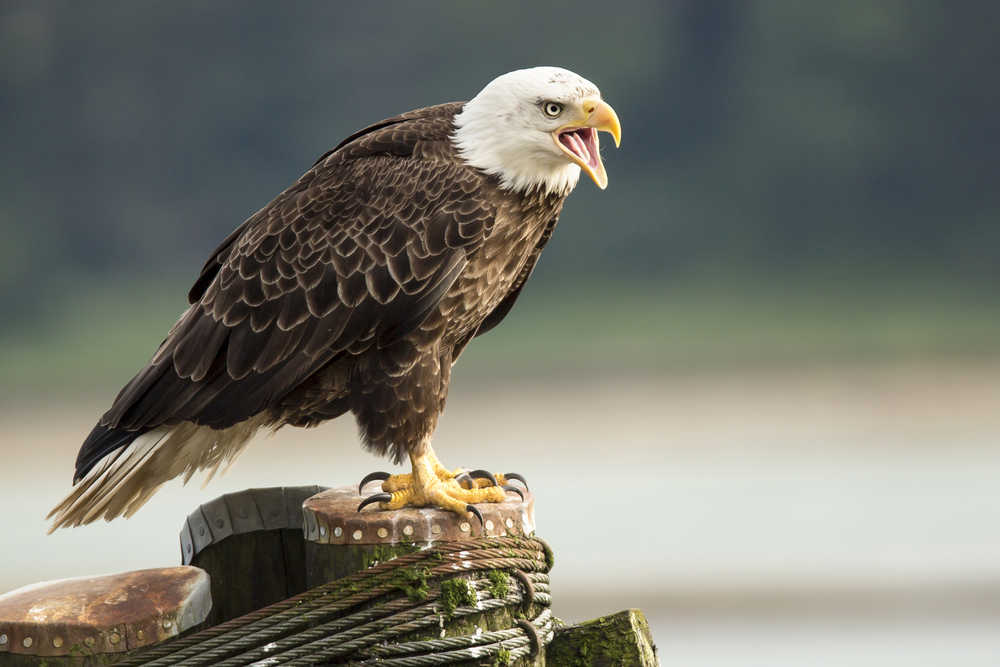 This handsome guy was calling to his friends at DIPAC.