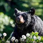 The famous Auke Rec black bear enjoying a sunny afternoon.