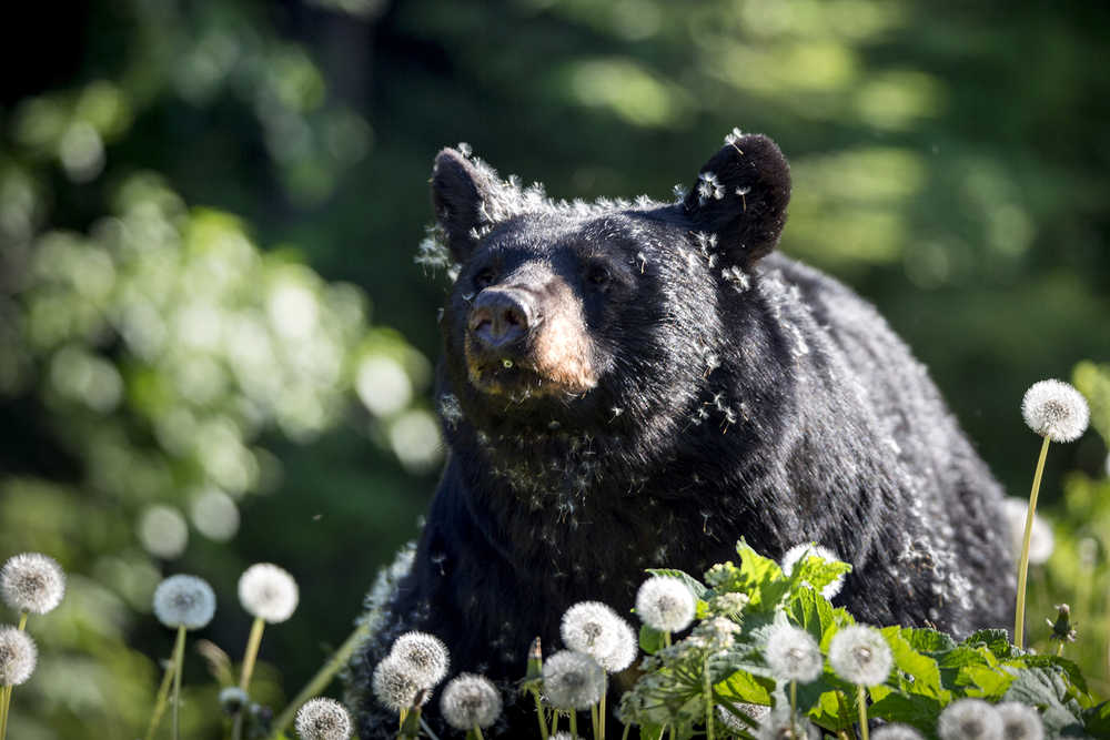 The famous Auke Rec black bear enjoying a sunny afternoon.