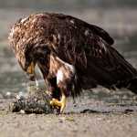 This young bald eagle was enjoying a chum head at Boy Scout Beach.