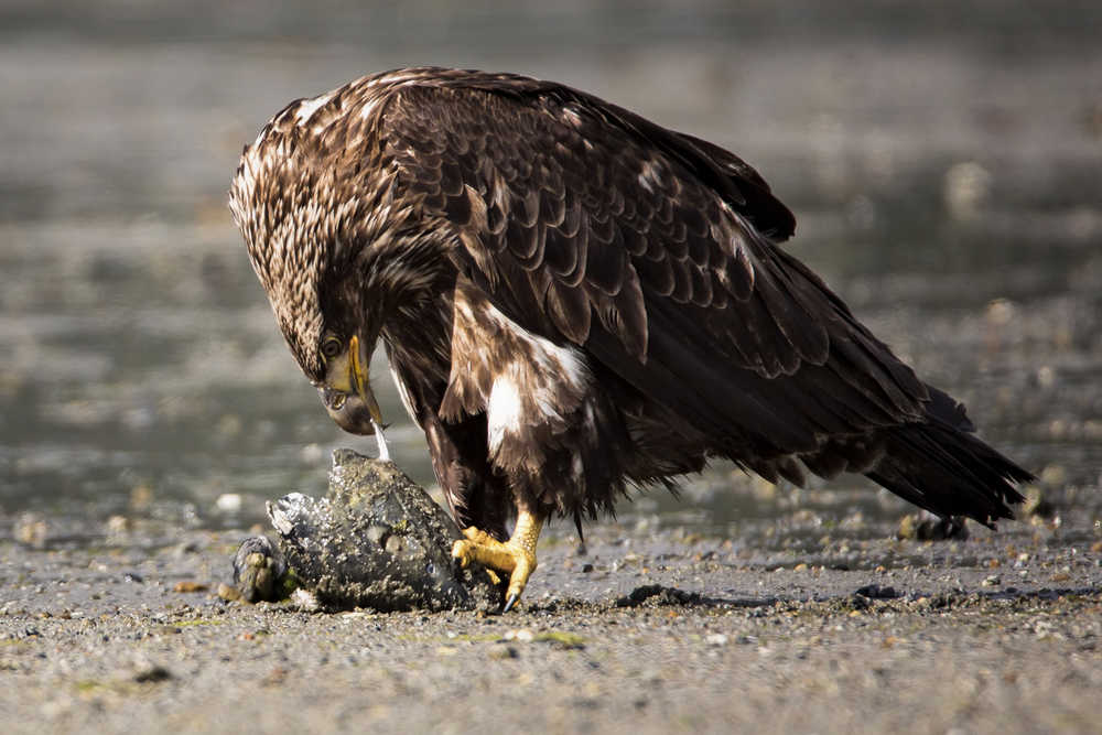 This young bald eagle was enjoying a chum head at Boy Scout Beach.