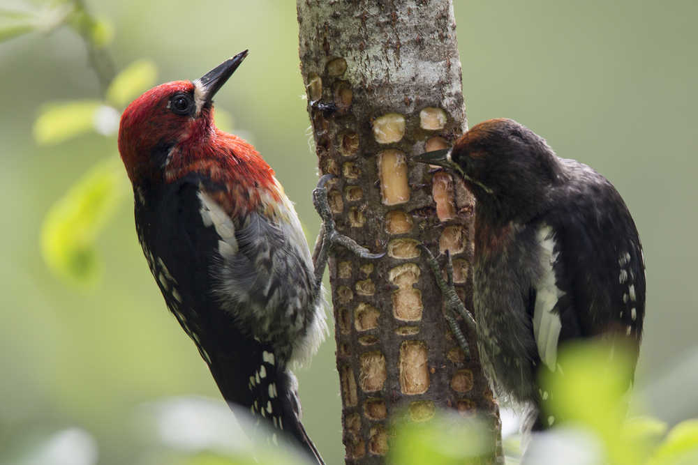 Found these busy little Red-breasted Sapsuckers along Boy Scout Beach Trail.