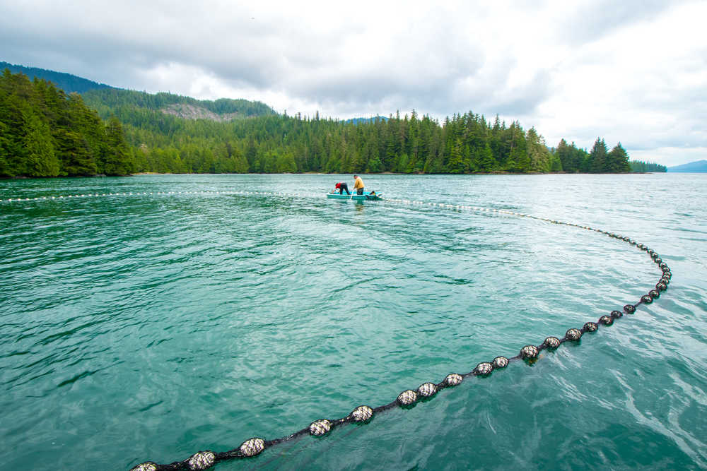 Edward Peele and Toni Rae Sanderson start to pull in the beach seine in front of Eek Inlet. Like many rural communities across Southeast Alaska, Hydaburg residents depend on healthy salmon runs to feed their families and fuel a vibrant culture. Photo by Bethany Goodrich.