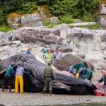 A group of volunteers and biologists collected samples and documented their findings in photographs.