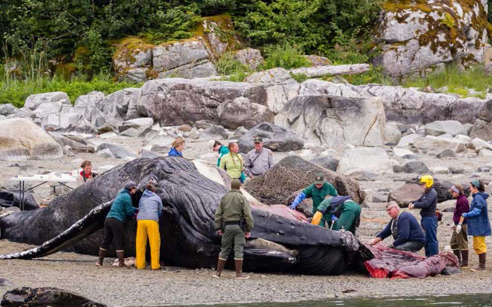 A group of volunteers and biologists collected samples and documented their findings in photographs.