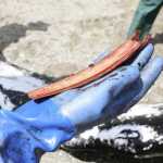 Growth layers in the waxy earplug of baleen whales can be used to estimate the whale's age.