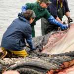 Park Wildlife biologists Janet Neilson and Tania Lewis assisted veterinary pathologist Dr. Stephen Raverty with sample collection.