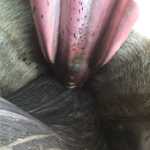 A rare view inside the mouth of a humpback whale. The pale brown baleen fringe is visible alongside the roof of the mouth (in pink). The muscular, black tongue is at the bottom of the photo.