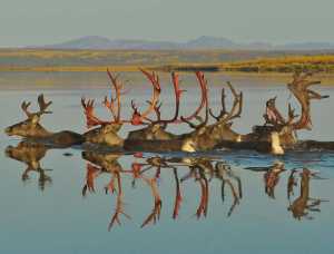 Caribou swim the Kobuk River in their fall migration, Kobuk Valley National Park. All photos c. Nick Jans.