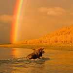 A bull moose is framed by a rainbow, Kobuk Valley National Park.