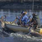 Clarence Wood and Raymond Brown on a subsistence caribou hunt, Kobuk River.