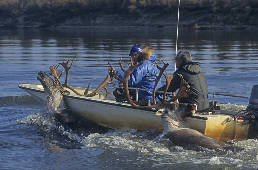 Clarence Wood and Raymond Brown on a subsistence caribou hunt, Kobuk River.