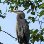 A blue heron caught a dragon fly while preening in a tree.