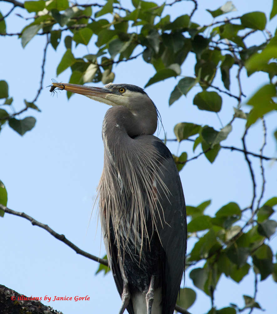 A blue heron caught a dragon fly while preening in a tree.