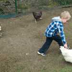 Kaiser Schmitz, 5, on Friday walks alongside chickens his family raises in their backyard on Dogwood Lane in the Mendenhall Valley. The Schmitz family has added a rooster they named Fernando to protect the hens from neighborhood cats and dogs.
