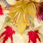 An explosion of color on a nasturtium flower. Photo by Kerry Howard.