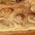 A layer of eroded sandstone creates an abstract formation on a Grand Canyon wall. Photo by Denise Carroll.