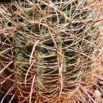 The swirling, prickly surface of a barrel cactus forms an intricate barrier to its center, as seen in Arizona. Photo by Denise Carroll.