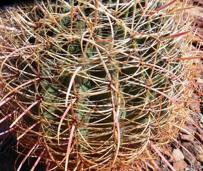 The swirling, prickly surface of a barrel cactus forms an intricate barrier to its center, as seen in Arizona. Photo by Denise Carroll.