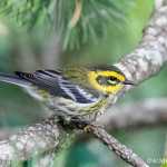A colorful Townsend's warbler, out the road.