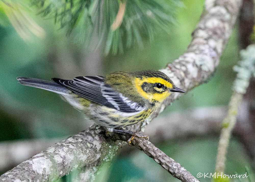 A colorful Townsend's warbler, out the road.