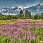 Resplendent fireweed by Brotherhood Bridge.