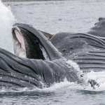 Bubble net feeding near Point Retreat.