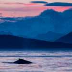 A humpback whale surfaces near Point Adolphus on July 12th.