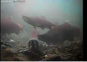 Screenshot of the sockeye cam at Steep Creek taken Thursday.