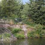 A beaver den on Steep Creek. A interior view of the den can be viewed on a live stream through the Forest Service