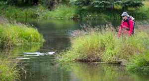 Sophie Castleton, of the U.S. Forest Service, does a survey of the number of sockeye salmon in Steep Creek at the Mendenhall Glacier Visitor Center on Thursday. Low water levels in Steep Creek are keeping the fish from getting up the creek to spawn. A special weather statement by the National Weather Service is calling for 1 to 3 inches of rain through the weekend.