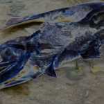 A dog salmon at Salmon Creek, seen from another perspective.