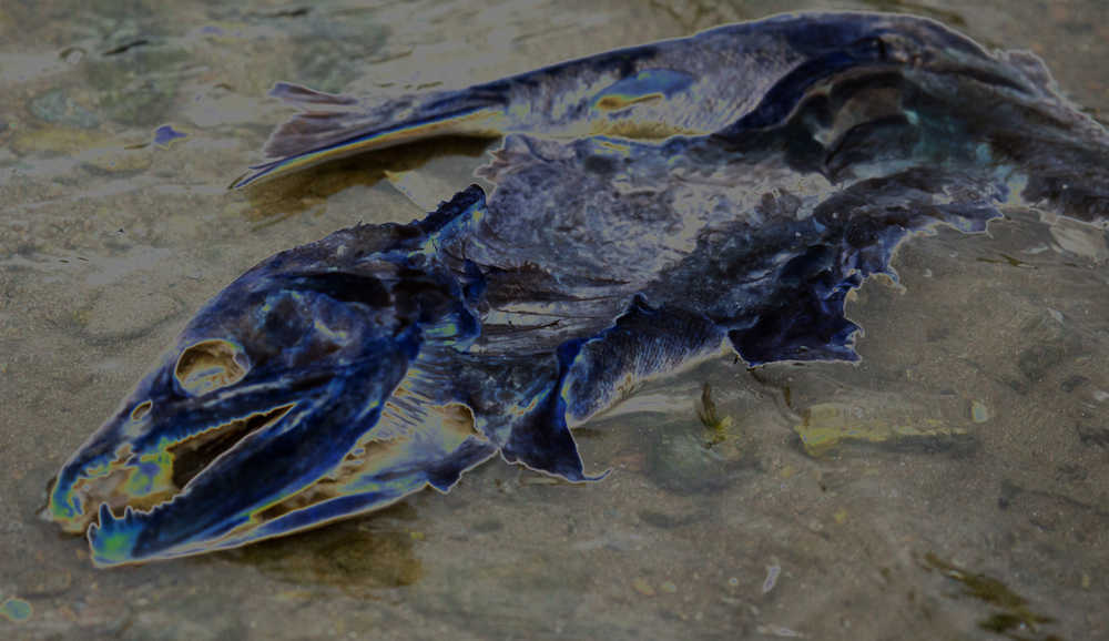 A dog salmon at Salmon Creek, seen from another perspective.