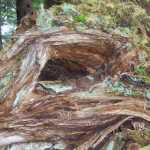 Just have to get a haircut, taken at Florence Lake on Admiralty Island.