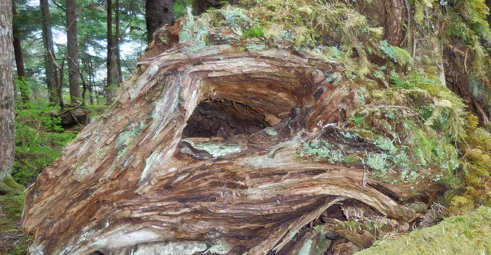 Just have to get a haircut, taken at Florence Lake on Admiralty Island.
